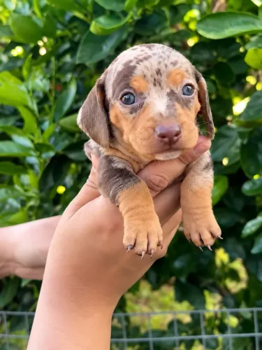 Filhote Dachshund salsicha tecktel linguicinha