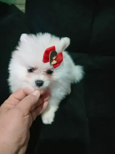 Filhotes de Spitz Alemão | Um cachorro pronto para viver novas aventuras.