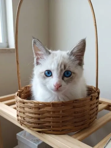 Gatinha Ragdoll X Siames 55 dias Maravilhosa bb