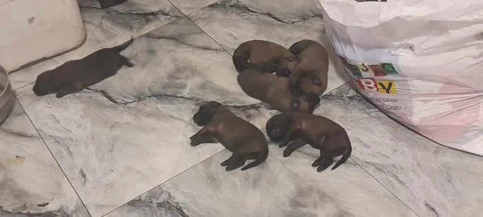 Cães filhotes