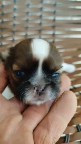 Machinho mini shih tzu
