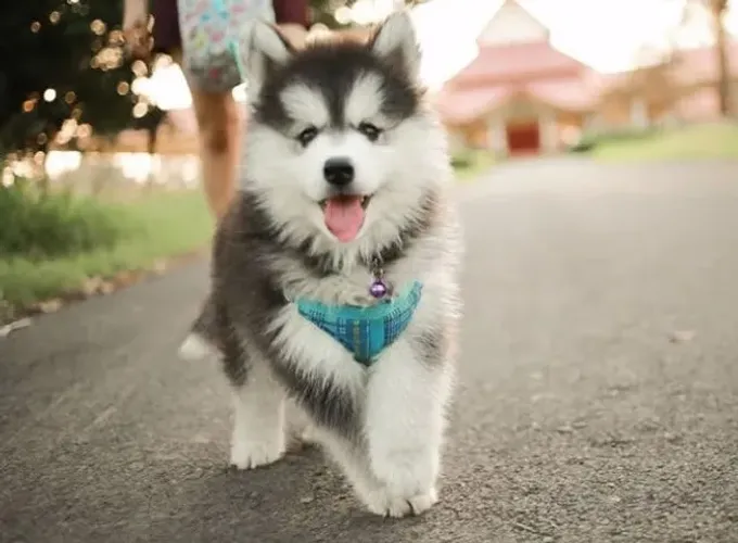 Husky Siberiano Um laço que cresce sem forçar