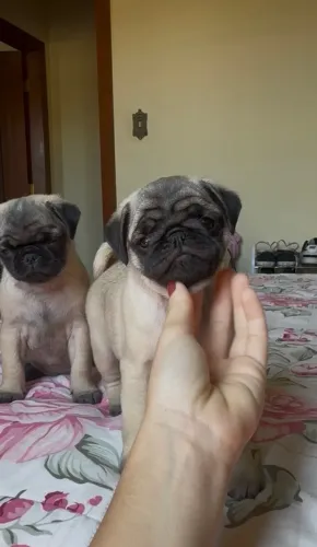 Filhote de pug fêmea 100% legítima 