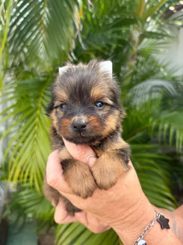 Yorkshire terrier macho