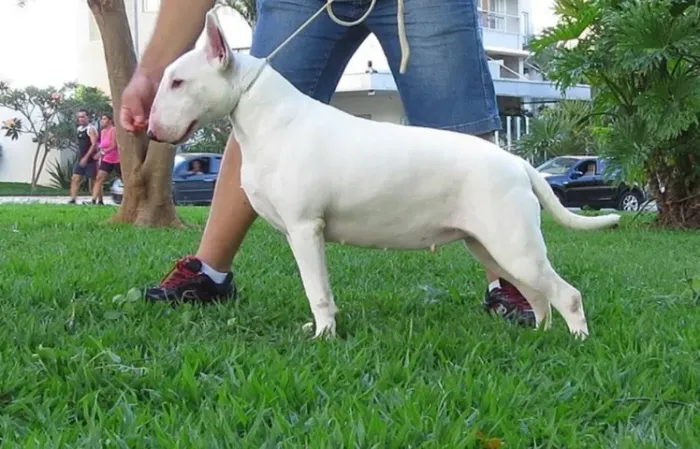 Seu Bull Terrier Está Aqui ? Compra Segura e Garantia de Saúde