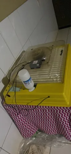 Chocadeira