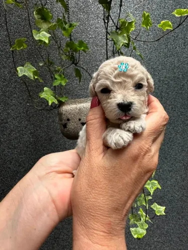 Poodles toy pêlo de ovelha caminha de brinde passo cartão perfeitos