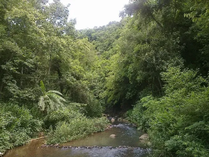 Área de Terras 24 ha de Mata Atlântica em Sapiranga-RS. VENDA ou ARRENDAMENTO AMBIENTAL.