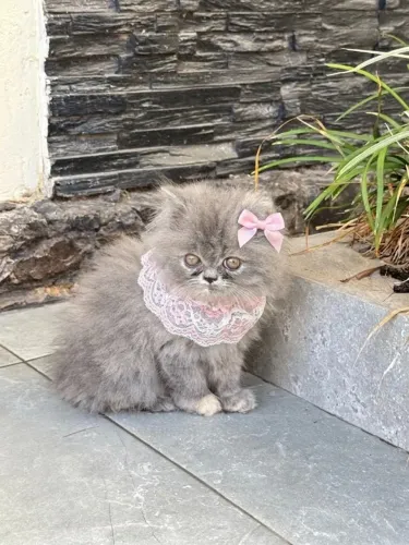 Gato Persa lindos filhotinhos com aparência marcante