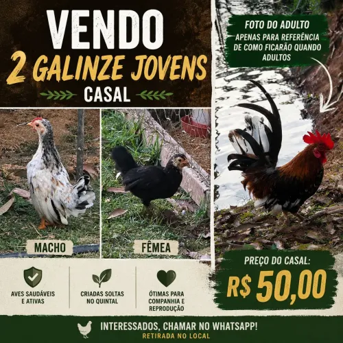 Casal galinze jovem