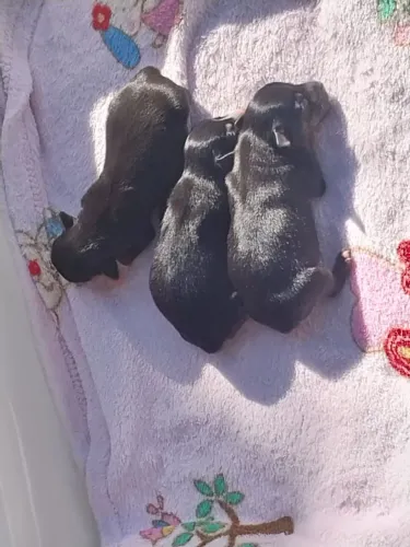 Vendo Pincher 1, com um mês de nascido rabo cortado 