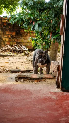 Pitmonster disponível para cobertura 