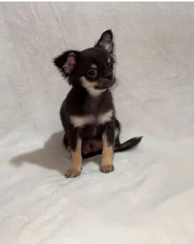 Chihuahua