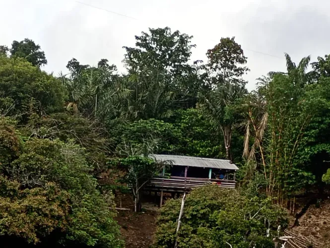 Vende se um sítio em novo Airão toppp todo aumentado título defenitivo ..frente pro rio!