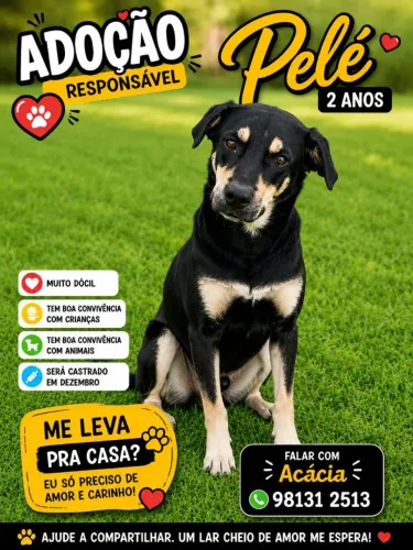 Cachorro 2 aninhos a procura de um lar
