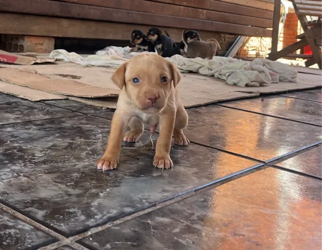 DOAÇÃO CACHORRO 