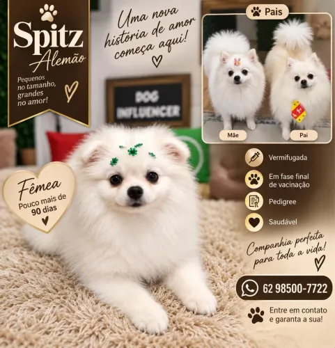 Spitz alemão anão fêmea