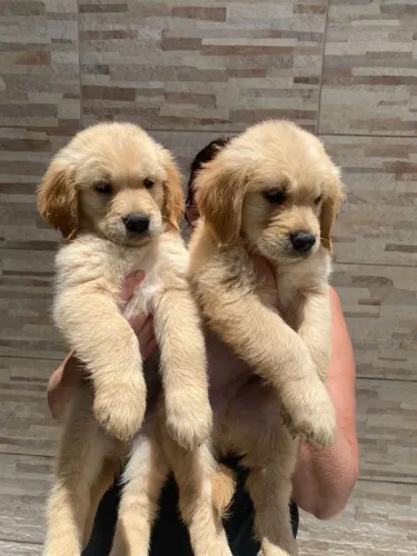 Golden pedigree puros machos e fêmeas entrego e divido sem juros 