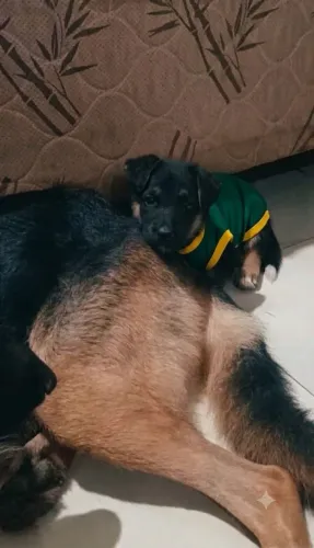 Pastor alemão Disponível para quem busca um pet diferenciado