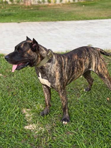 Filhotes de Presa Canario