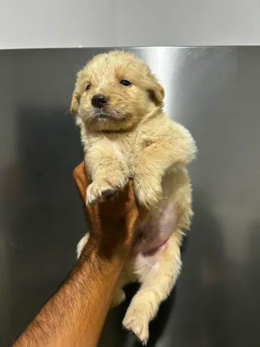 Golden Retriever - Macho único disponível