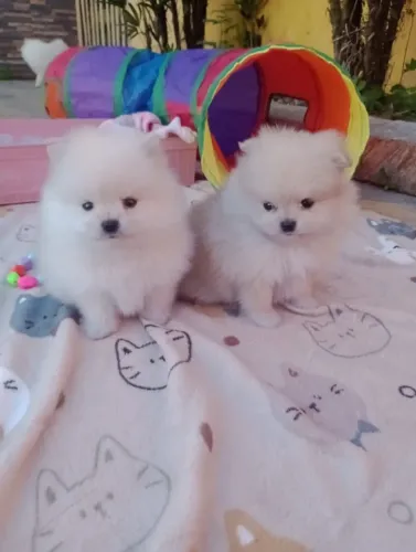 spitz alemão femeas, micros, em 10x no cartao, fotos reias, pais e bebes.