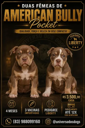 American Bully fêmea