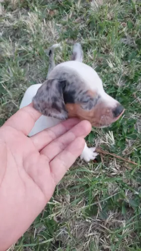 BASSETE DANCHSHUND CANINCHE MOFADINHO