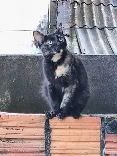 Gata adulta caçadora