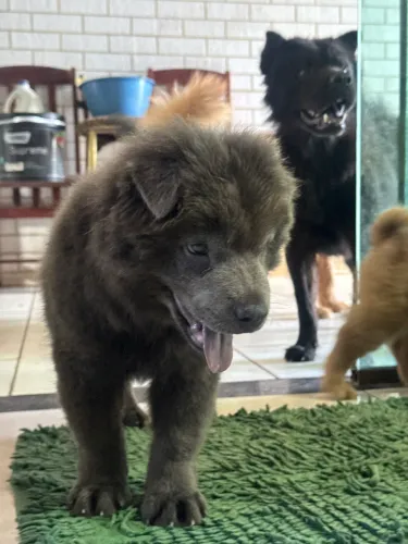 Chow chow macho cor cinza. Puro