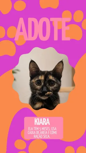 Gata Femea 5 meses