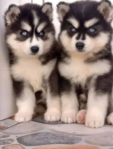 Husky siberiano com PEDIGREE ALKC registtados já vacinados e vermífugados 