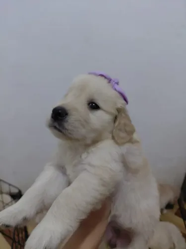 VENDE-SE FILHOTES DE GOLDEN RETRIEVER