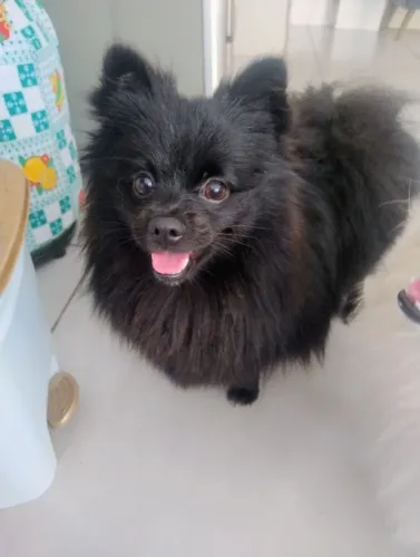 Vendo spitz alemão preta