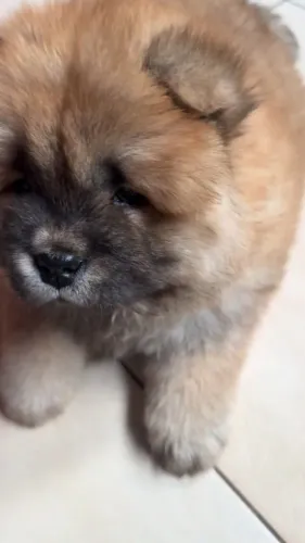 Chow chow lindo e cheio de energia