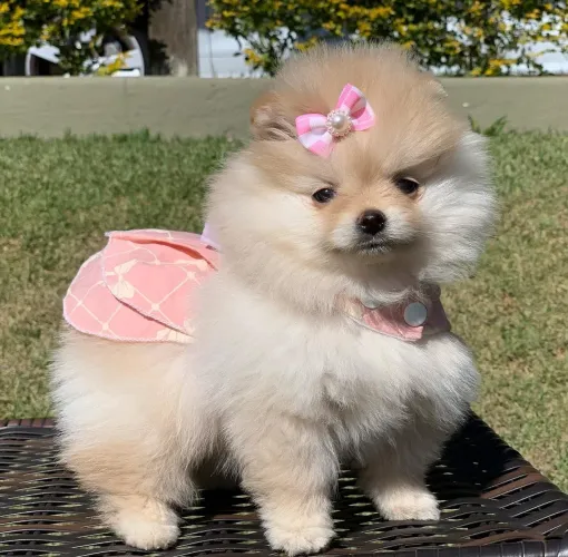 Lulu da Pomerânia anão 