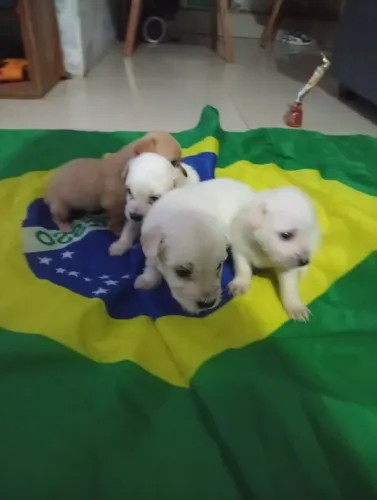 Lindos cachorrinhos, leve um para sua casa, complete a família.