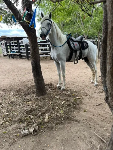 Cavalo 