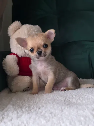 Chihuahua machinho Pc