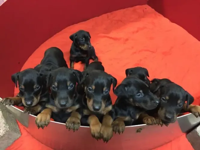 doberman x rottweiler O companheiro perfeito para todas as horas. chama 9 9751.6491