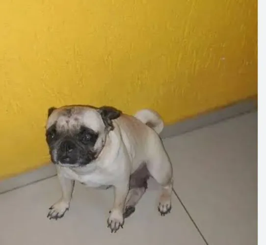 Vendo pug fêmea adulta.
