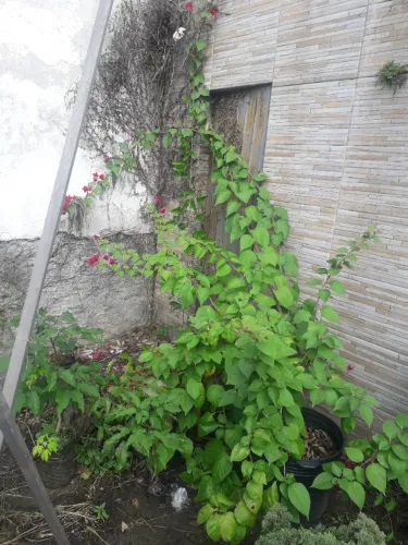 Muda grande de três marias - Primavera - Bouganvile -  Porto Alegre RS