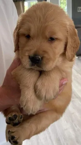 Golden retriever alegre
