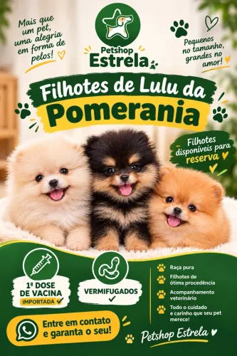 Filhotes Lulu da Pomerania