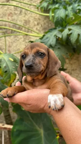 Filhotes Basset Daschund Alerquim