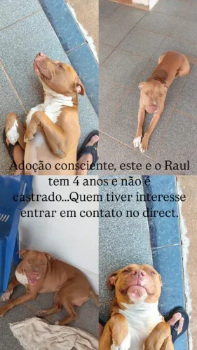 Preciso urgente doar esse Pitbull