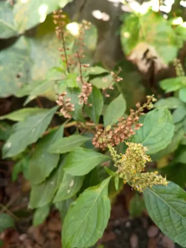 Sementes de alfavaca para plantio verdes e secas