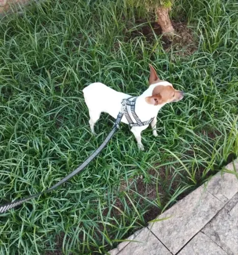 Cães pincher