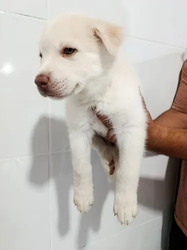 Filhote de Husky siberiano LEGÍTIMO (macho)