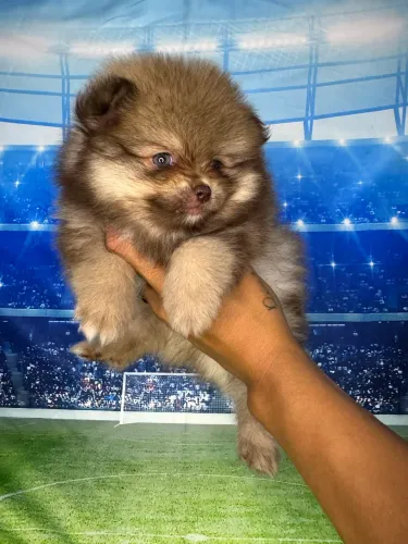 Lulu da Pomerânia